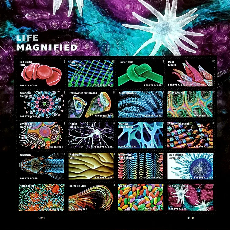 2023 Life Magnified Stamps - Forever Stamps